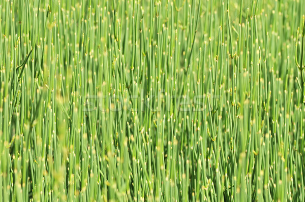 трава аннотация зеленый лет цвета шаблон Сток-фото © Calek