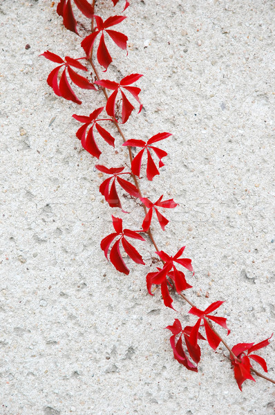 Klimop Rood muur gebouw natuur home Stockfoto © Calek