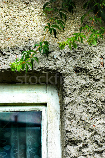 Window and ivy Stock photo © Calek