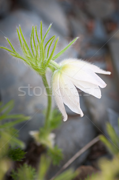 Pasqueflower Stock photo © Calek