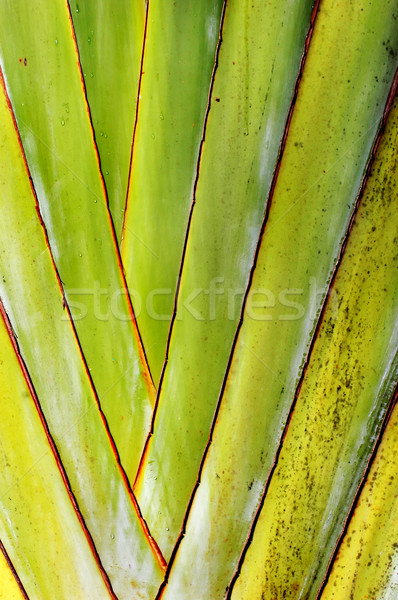 Palm подробность пальма весны трава природы Сток-фото © Calek