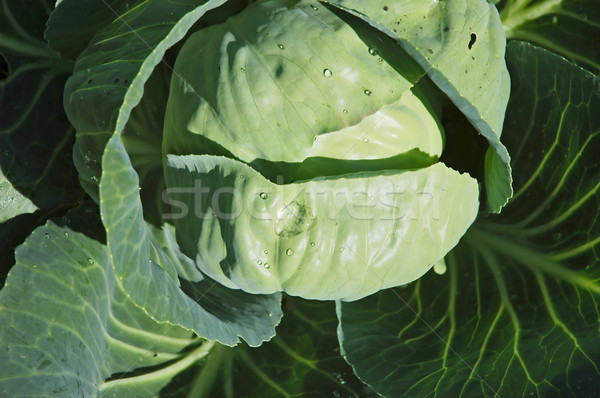Cauliflower Stock photo © Calek