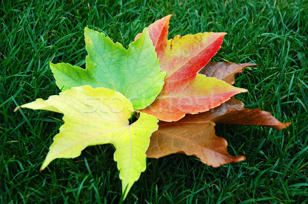 Frunze colorat iarbă textură rutier Imagine de stoc © Calek