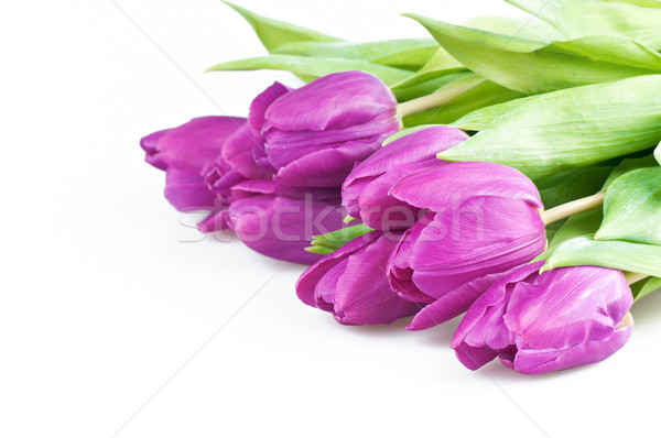 розовый тюльпаны белый цветок любви рождения Сток-фото © Calek