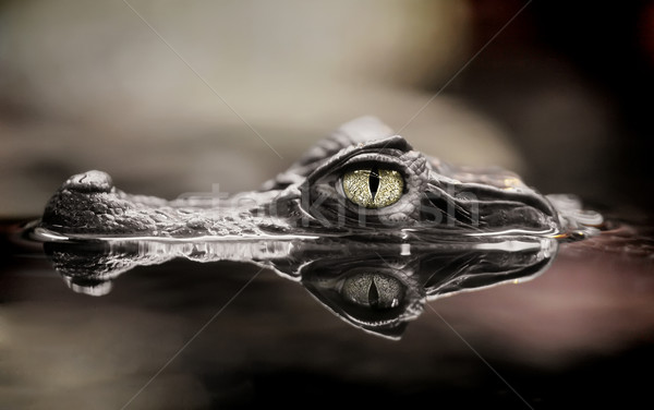 Stock photo: Crocodile