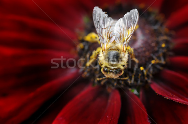 Albină detaliu roşu floare primăvară vară Imagine de stoc © Calek