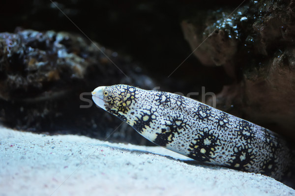 Moray Stock photo © Calek