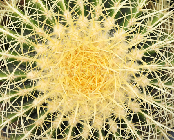 Cactus galben abstract verde model pericol Imagine de stoc © Calek