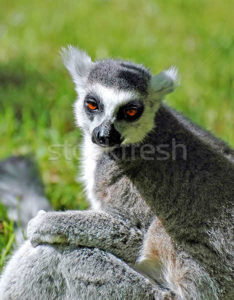 Lemur Catta Stock photo © Calek