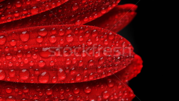 капли подробность выстрел цветок текстуры свет Сток-фото © Calek