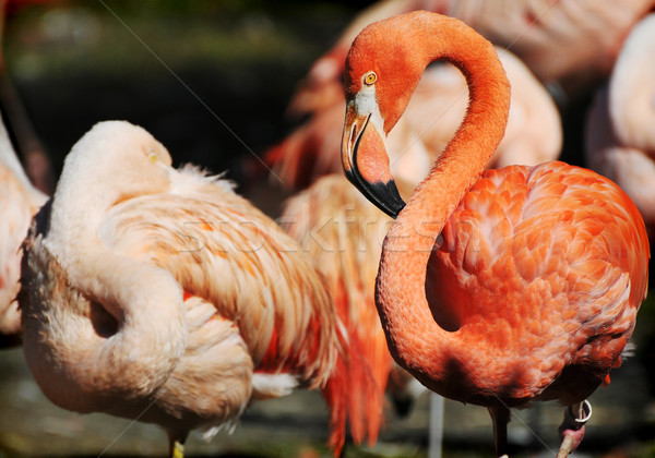 Flamingo Stock photo © Calek