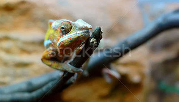 Foto stock: Camaleão · ramo · primavera · olho · laranja · folhas