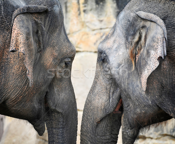 Elephant head Stock photo © Calek