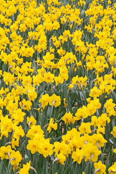 Jonquilles extérieur jardin beaucoup Pâques printemps [[stock_photo]] © Calek