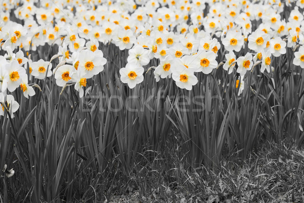 Daffodils Stock photo © Calek