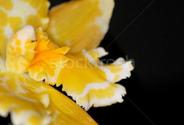 [[stock_photo]]: Fleur · détail · orchidée · fleur · résumé · nature