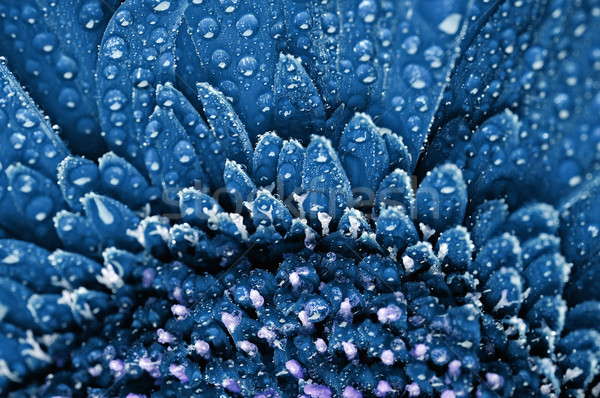 Albastru detaliu shot floare primăvară natură Imagine de stoc © Calek