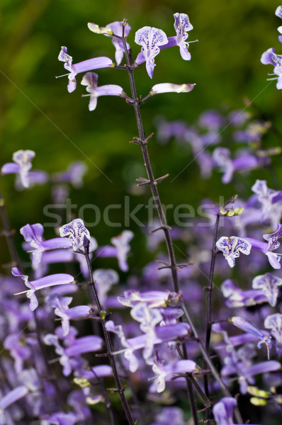 Mic alb violet flori tropical grădină Imagine de stoc © calvste