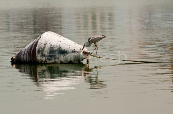 Stock photo: Grey egret spotting prey