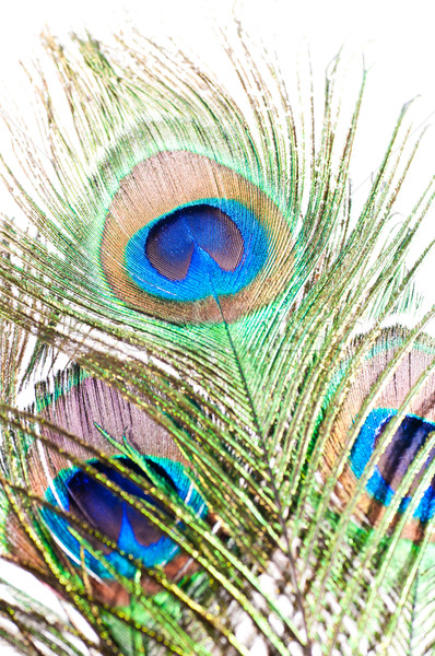 Peacock feather on white Stock photo © calvste