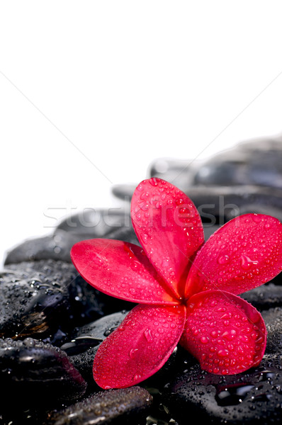 Flor negro zen piedras extrema Foto stock © calvste