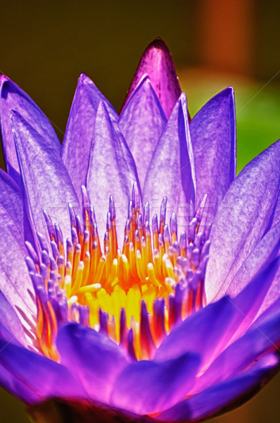 Lotus flower extreme close up HDR Stock photo © calvste
