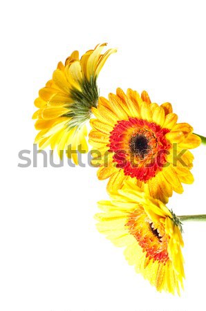 Three orange yellow gerbera flower Stock photo © calvste
