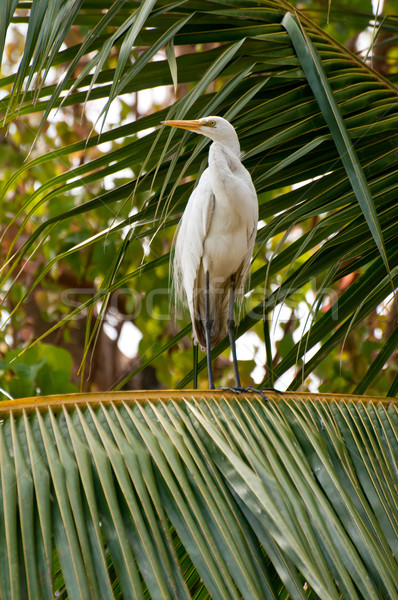 White egret on coconut tree posing Stock photo © calvste