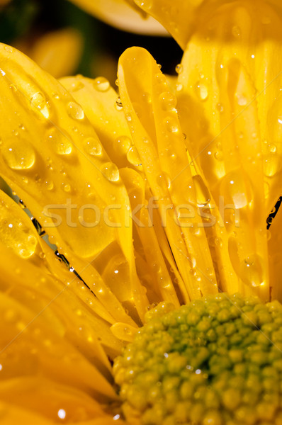 Druppels water Geel chrysant bloem Stockfoto © calvste