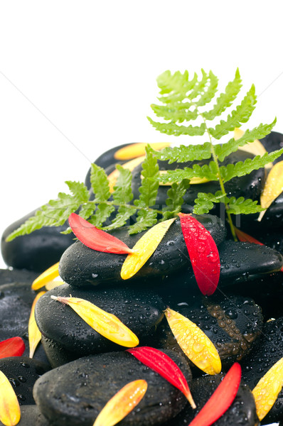 Groene varen Rood Geel bloemblaadjes zwarte Stockfoto © calvste