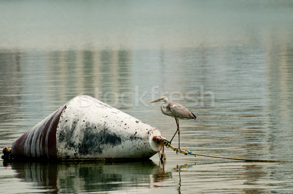 Stock photo: Grey egret near a buoy