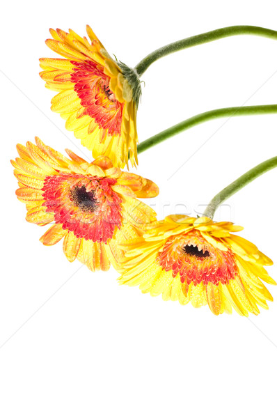 Stock photo: Three yellow orange gerbera flower