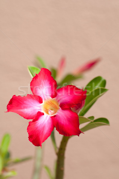 Desert rose flower Stock photo © calvste