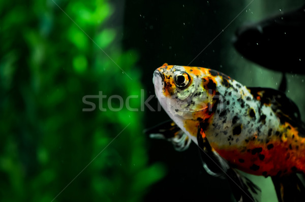 Japanese shubunkin and black moor goldfish at background Stock photo © calvste