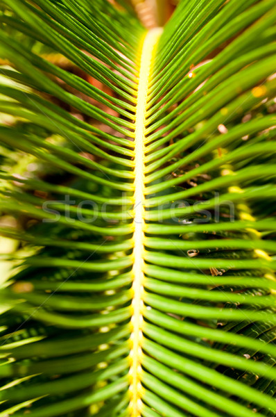 Sago palm leaves close up Stock photo © calvste