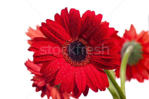 Red gerbera flower close up Stock photo © calvste