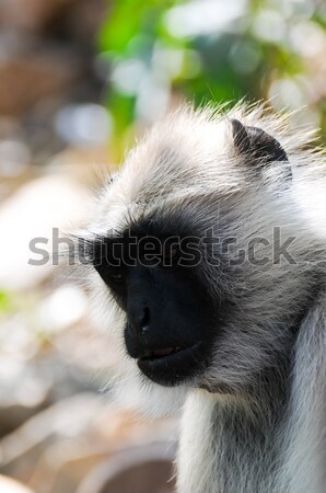 Hanuman langur face close up in Jaipur, India Stock photo © calvste