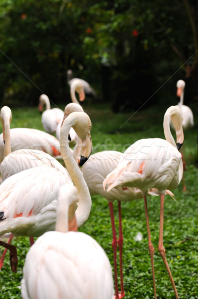 Group of flamingos Stock photo © calvste