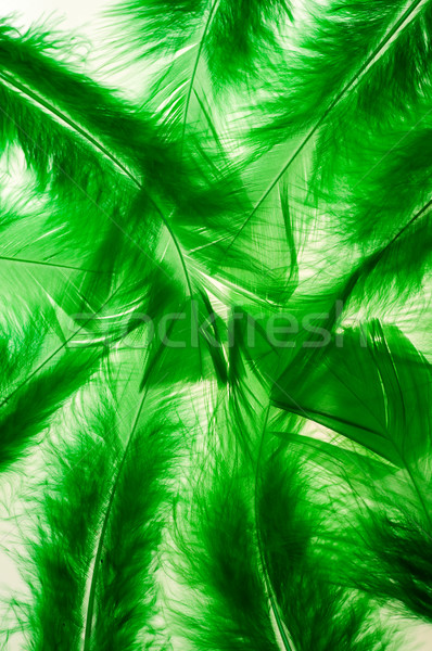 Green fluffy feathers vertical  Stock photo © calvste