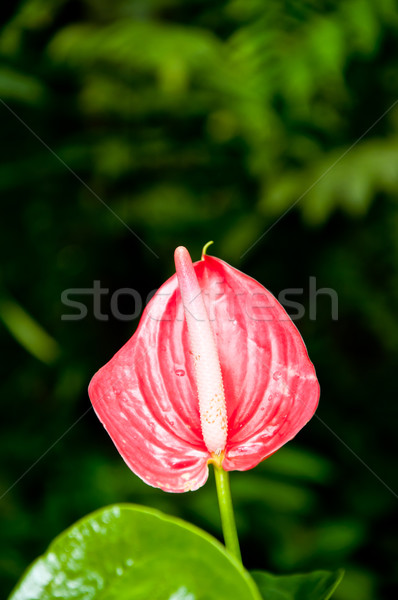 Naturaleza flor primavera resumen verano naranja Foto stock © calvste