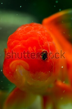 Red cap oranda diving down with mouth open Stock photo © calvste