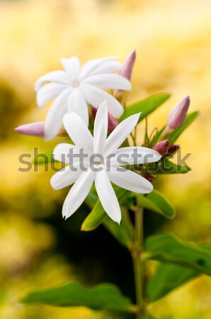 Witte bloemen bloem Geel Stockfoto © calvste