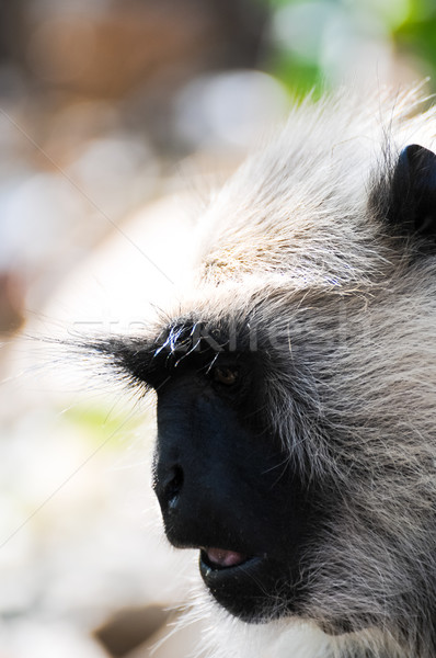 Gray langur face close up Stock photo © calvste