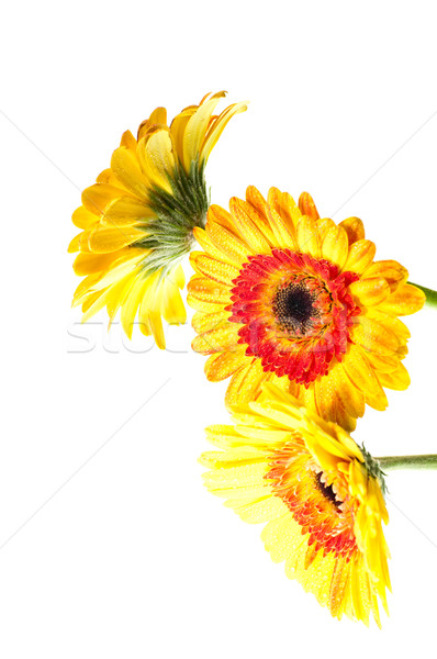 Drie oranje Geel bloem witte abstract Stockfoto © calvste