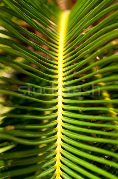 Sago palm leaf close up Stock photo © calvste