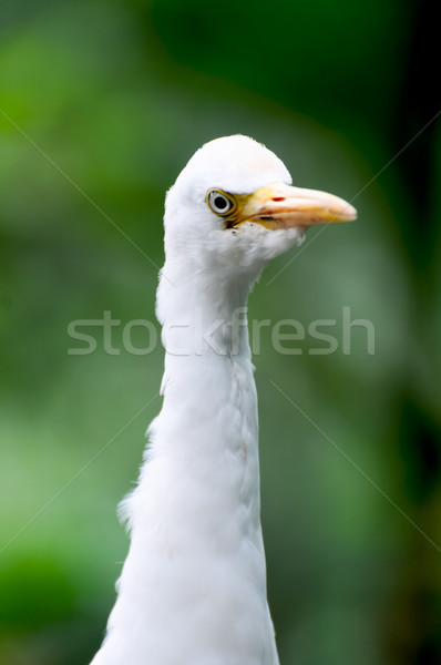 Egret bird close up Stock photo © calvste