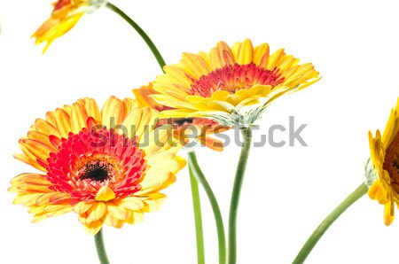 Vijf oranje Geel bloem witte abstract Stockfoto © calvste