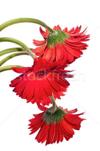 Hanging red gerbera flower from the top Stock photo © calvste