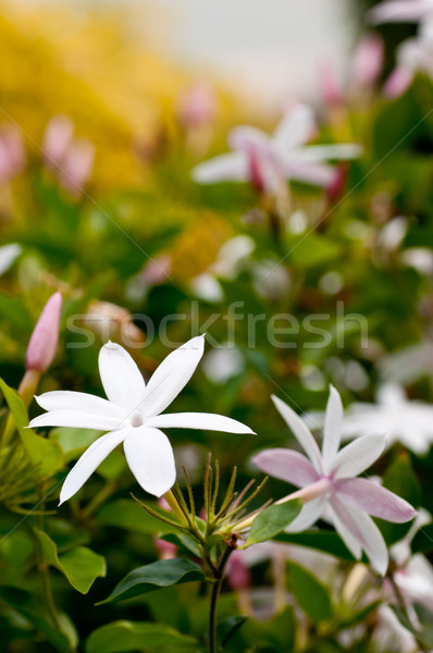 Bloemen tuin achtergrond groene witte roze Stockfoto © calvste