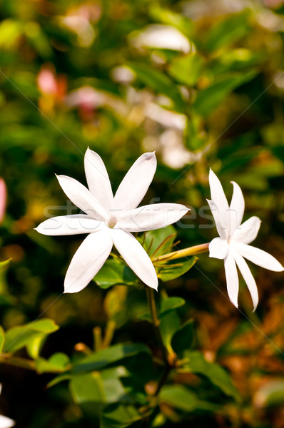 Witte bloemen ochtend zon achtergrond groene Stockfoto © calvste